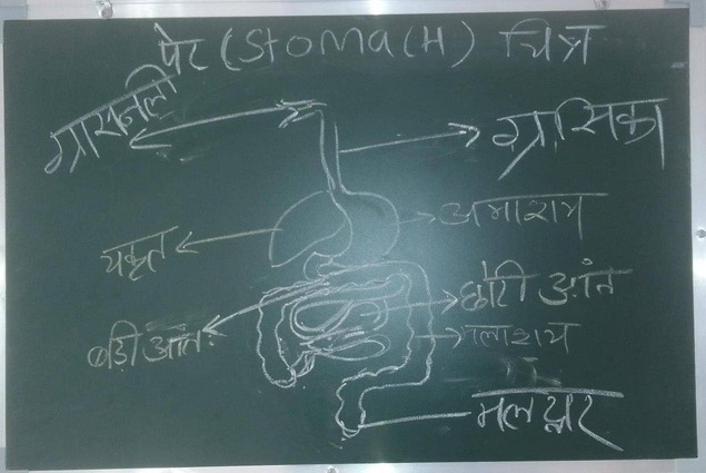 पेट(stomach) की संरचना व कार्य
