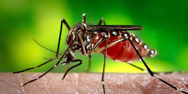 Zika virus during pregnancy: Know about symptoms, causes, prevention and treatment