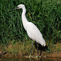 Garceta común. (Egretta garzetta)