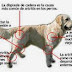 Los Problemas Articulares en Perros: Osteoartritis