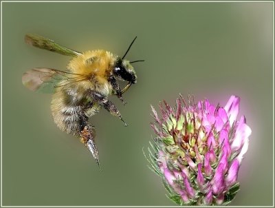 Le bourdon...