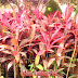 Benefit of Cordyline fruticosa leaves