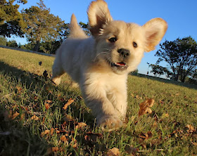 Cute dogs - part 7 (50 pics), happy puppy playing in the park
