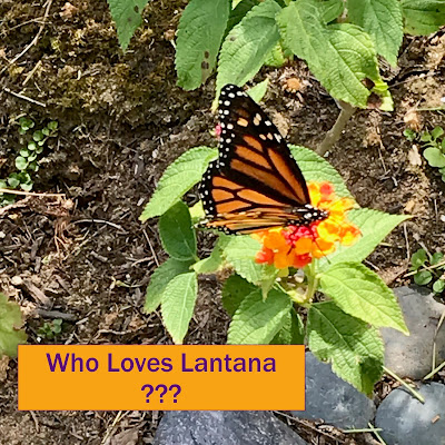 Monarch butterfly on lantana