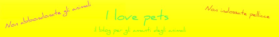 I love pets