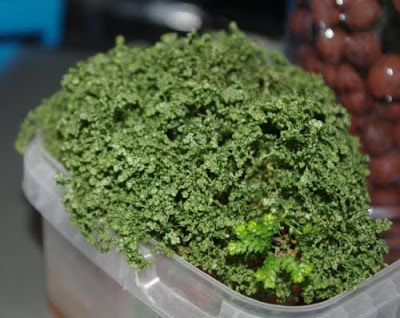 Selaginella kraussiana