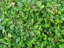 http://tukang-taman-alamandalandscape.blogspot.com/2014/08/jasa-pembuatan-taman-jual-rumput-gajah.html