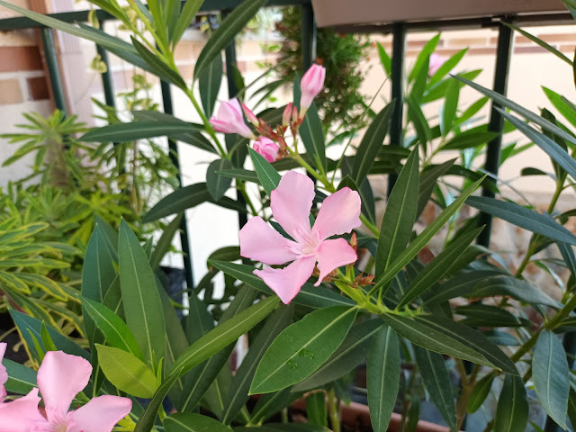 Adelfa (Nerium oleander L.).