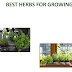 growing herbs indoors