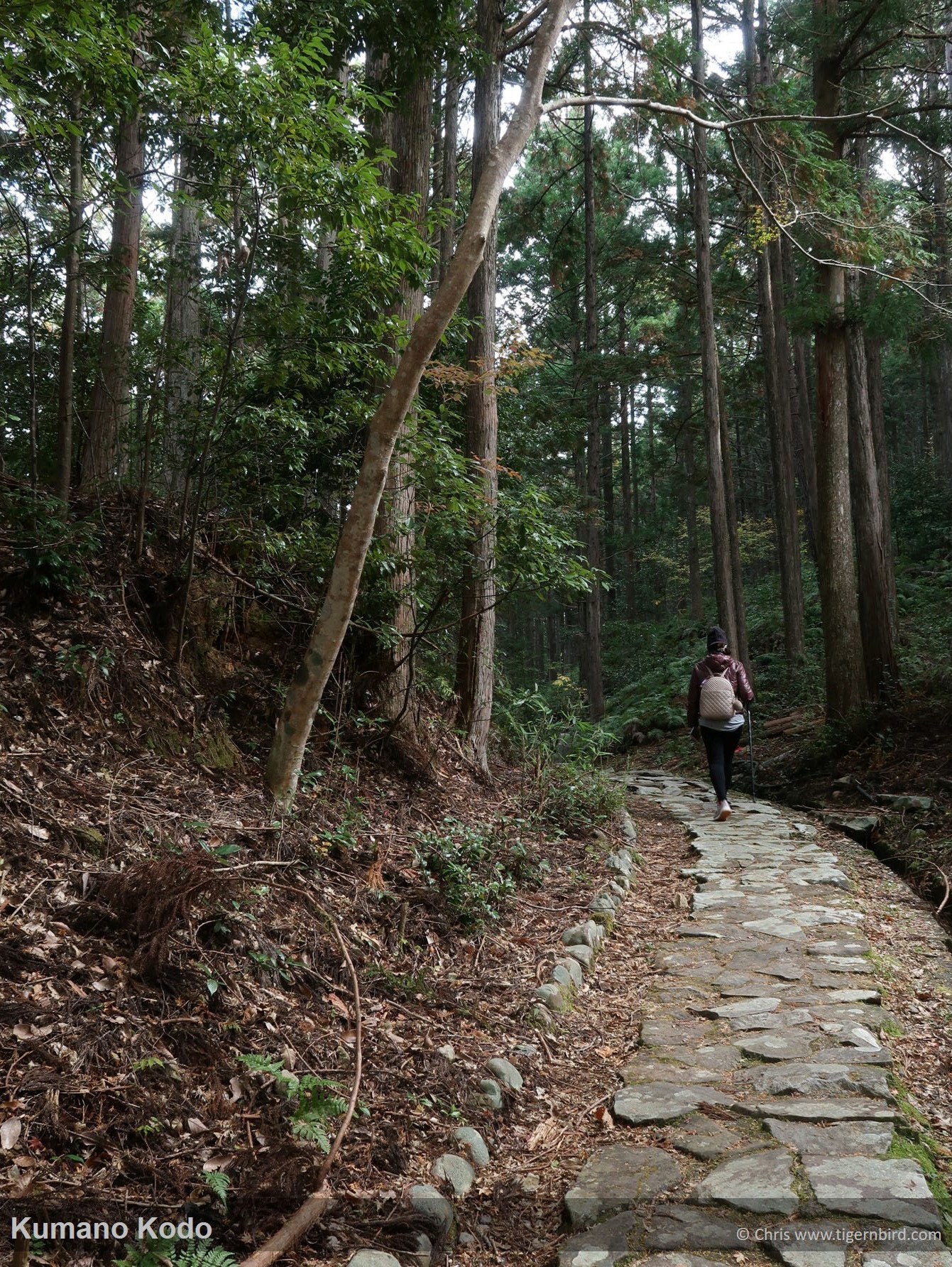 Hiking the stone steps of the Kumano Kodo path in Japan