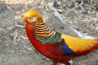 aves-del-paraiso-birds-of-the-paradise