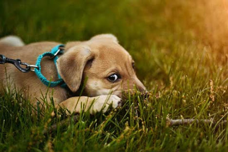 ashamed pup in the grass