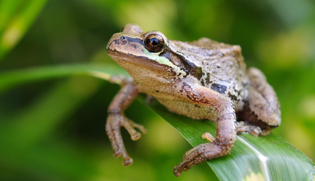 Benarkah Makan Katak Hidup  Hilangkan Rasa Kebas & Bisa Pada Kaki?