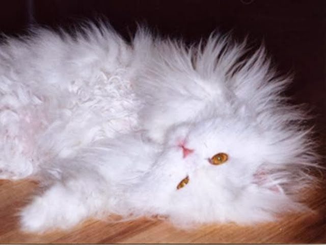 White Persian Cat Wallpapers