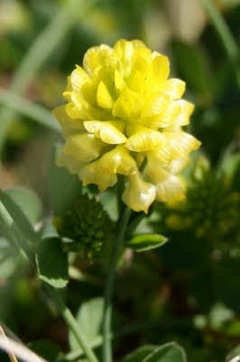 Liggende Klaver - Tûchklaver - Trifolium campestre