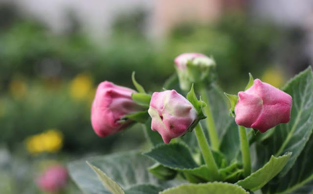 Gloxinia Flowers Pictures