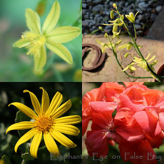 Mostly yellow August garden flowers