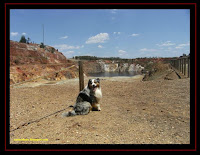 Australian Shepherd in São Domingos Mines