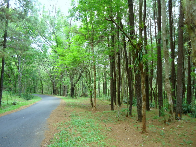 catatan perjalanan Hutan Pinus Imogiri Kebun Buah Mangunan catatan perjalanan Hutan Pinus Imogiri Kebun Buah Mangunan