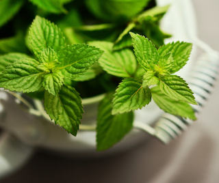 Mint Leaves Health Benefits: Why You Should Use It?
