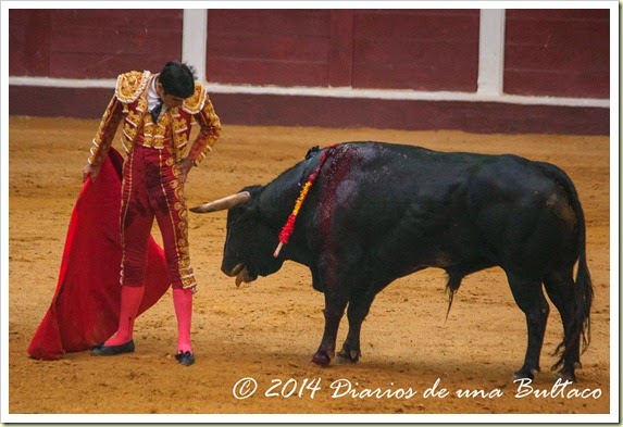 Toros 2014 (1)-51