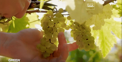 la cueillette des vignes en Autriche