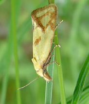 937 Agapeta hamana