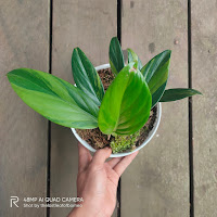 coriaceus plant