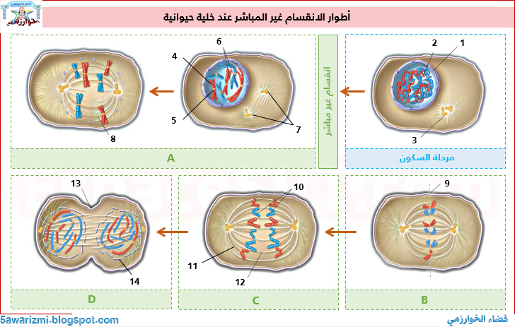 مراحل الإنقسام غير المباشر دروس علوم الحياة و الأرض الثانية