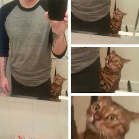 Funny cats - part 79 (35 pics + 10 gifs), cat confused by human taking selfie