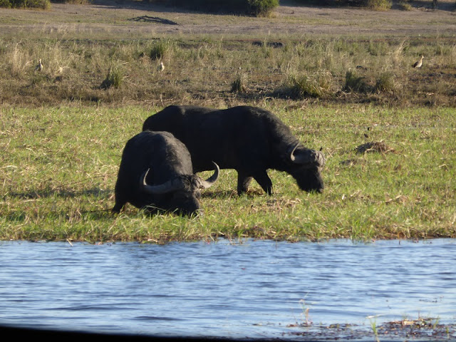 Búfalos en Chobe