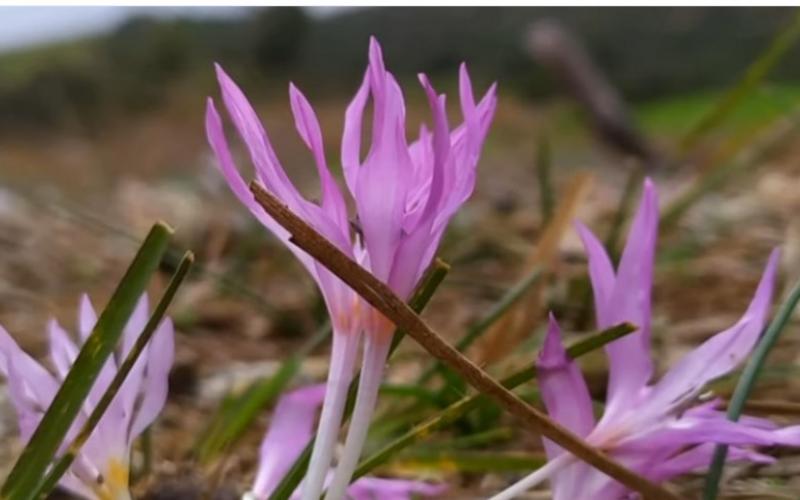Άγνωστο μωβ λουλούδι ανακαλύφθηκε στη Χαλκιδική