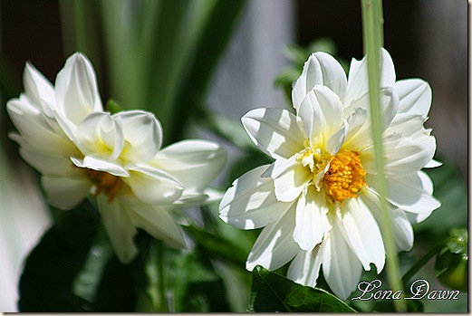 Dahlia_Figaro_Aug19