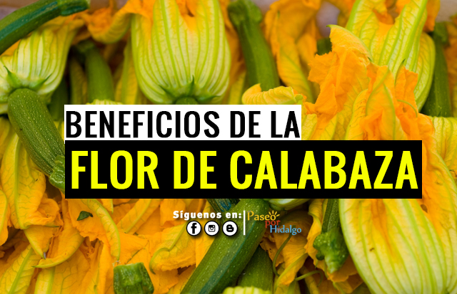 Beneficios de la Flor de Calabaza Gastronomía Hidalgo