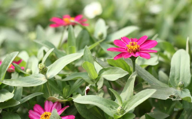 Narrow-Leaf Zinnia Flowers