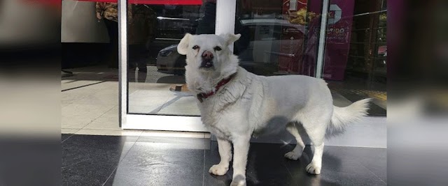 The pet dog showed an example of loyalty