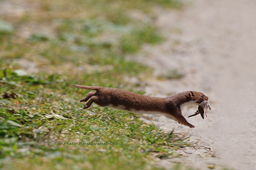 Weasel,بەوەرز,مشکە خۆرە