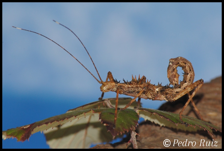 Ninfa hembra L5 de Spinohirasea bengalensis, 4 cm de longitud