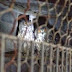 200 άγρια πουλιά αιχμάλωτα σε σπίτι στην Παιανία