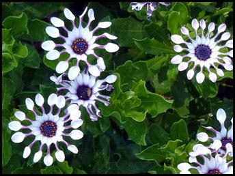 03d4 - Bar Harbor - Beautiful Flowers