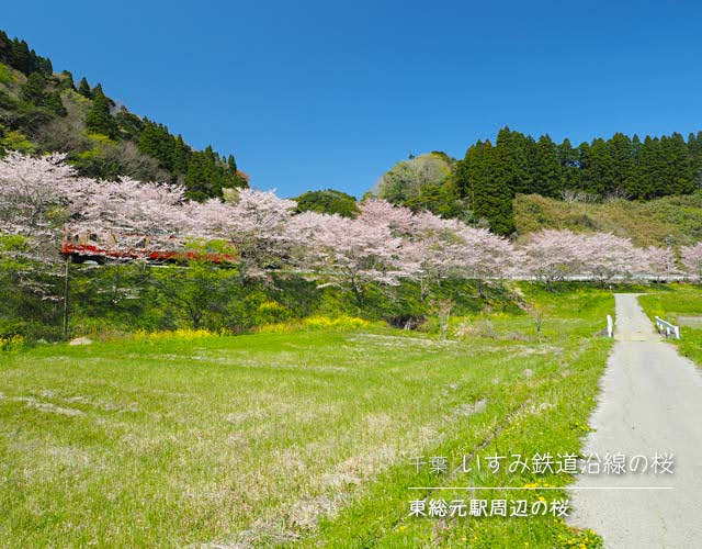 いすみ鉄道沿線の桜☆東総元駅周辺の桜