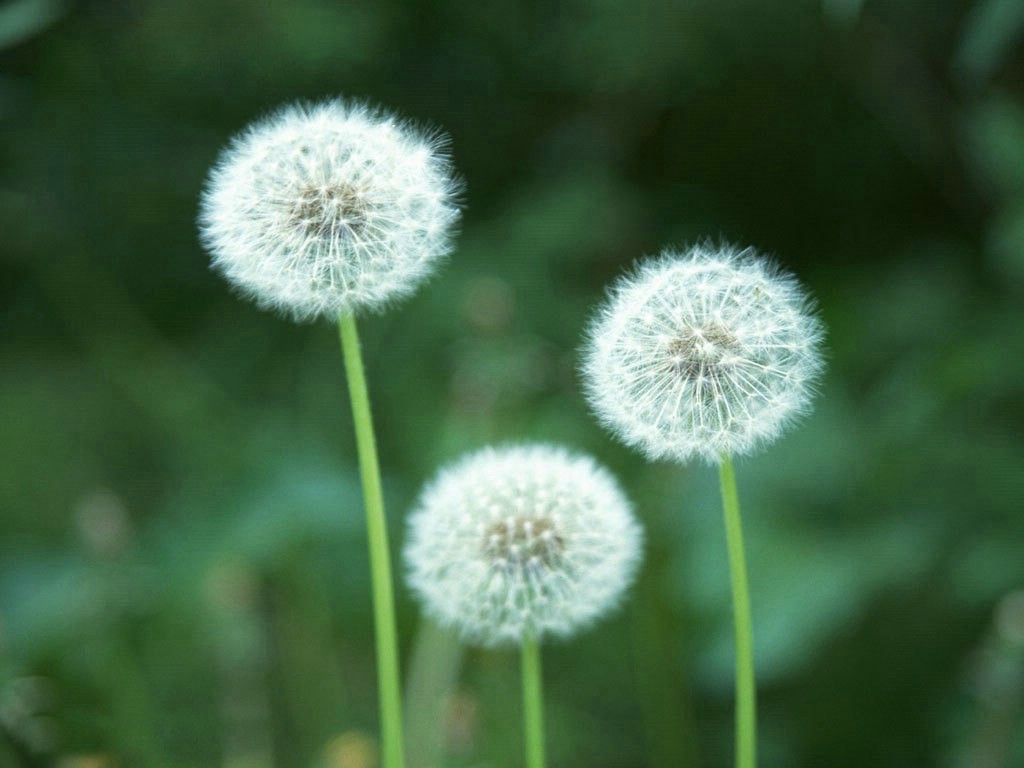 Dandelion Flower Wallpaper