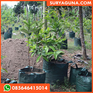 planter bag dari suryaguna 085646415014