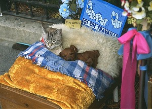 散歩する猫 色川孝子 宿六 色川武大 のこと