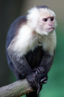 black and white little monkey on the tree