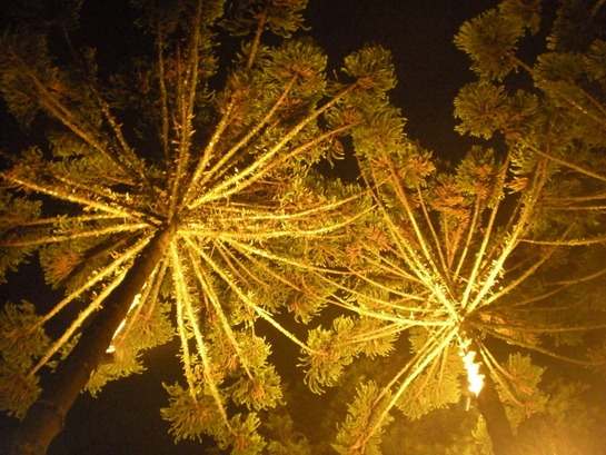 DSCN3376
