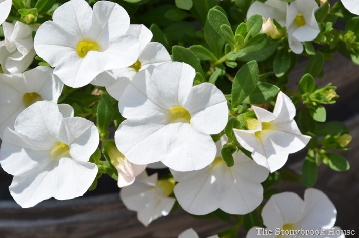 White Calibrachoa