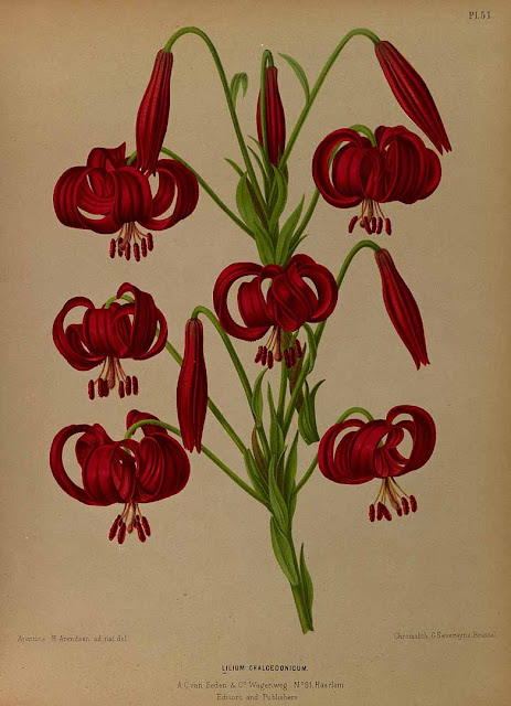Лилия халцедонская / Лилия халкедонская (Lilium chalcedonicum)