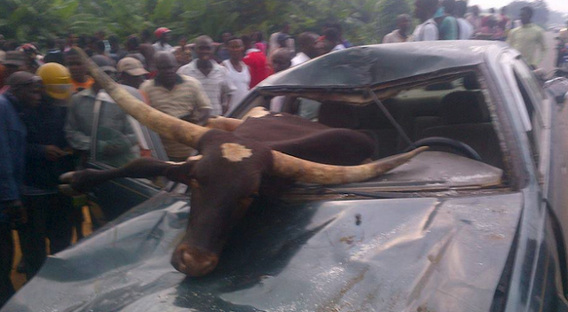Cow car accident 