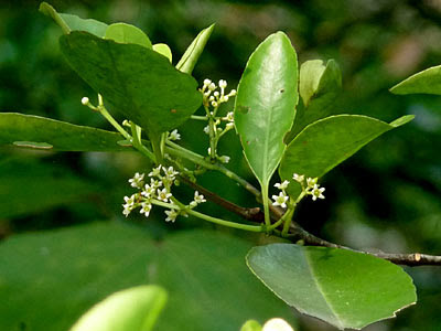 Barat Barat (Cassine viburnifolia)